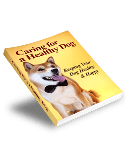 The KedStore Caring for a Healthy Dog | Keeping your Dog Healthy & Happy