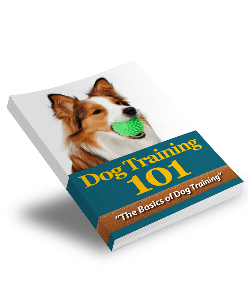 The KedStore Dog-Training-101
