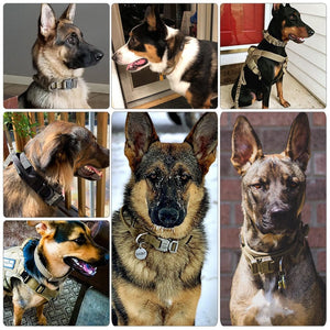 The KedStore Military Tactical Adjustable Dog Collar with Leash-Control Handle | TheKedStore